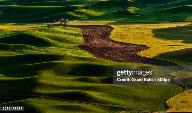 high angle view of agricultural field,fawncreektownship,kansas,united states,usa - kansas nature stock pictures, royalty-free photos & images