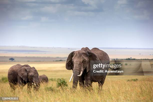 elephant family at wild with elephant calfs - elephant calf stock-fotos und bilder