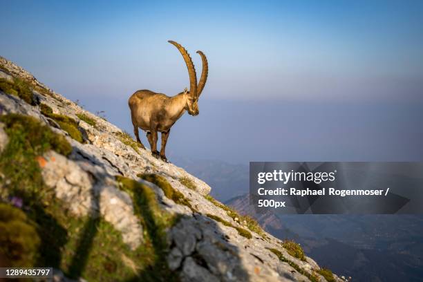 portrait of alpine ibex on mountain,switzerland - alpine goat stockfoto's en -beelden