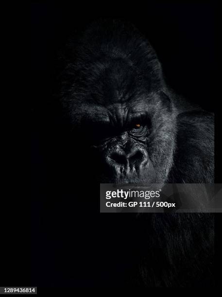close-up portrait of gorilla against black background - gorilla stock-fotos und bilder