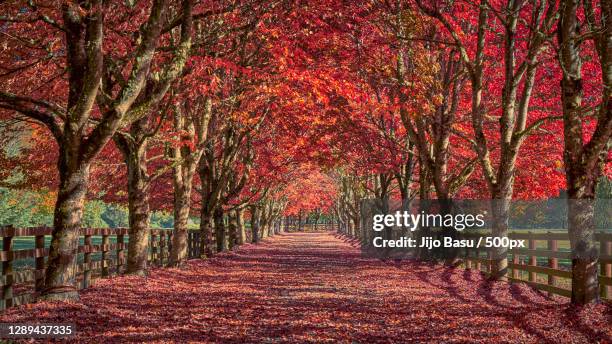 trees in park during autumn,seattle,wa,united states,usa - fall in seattle stock pictures, royalty-free photos & images