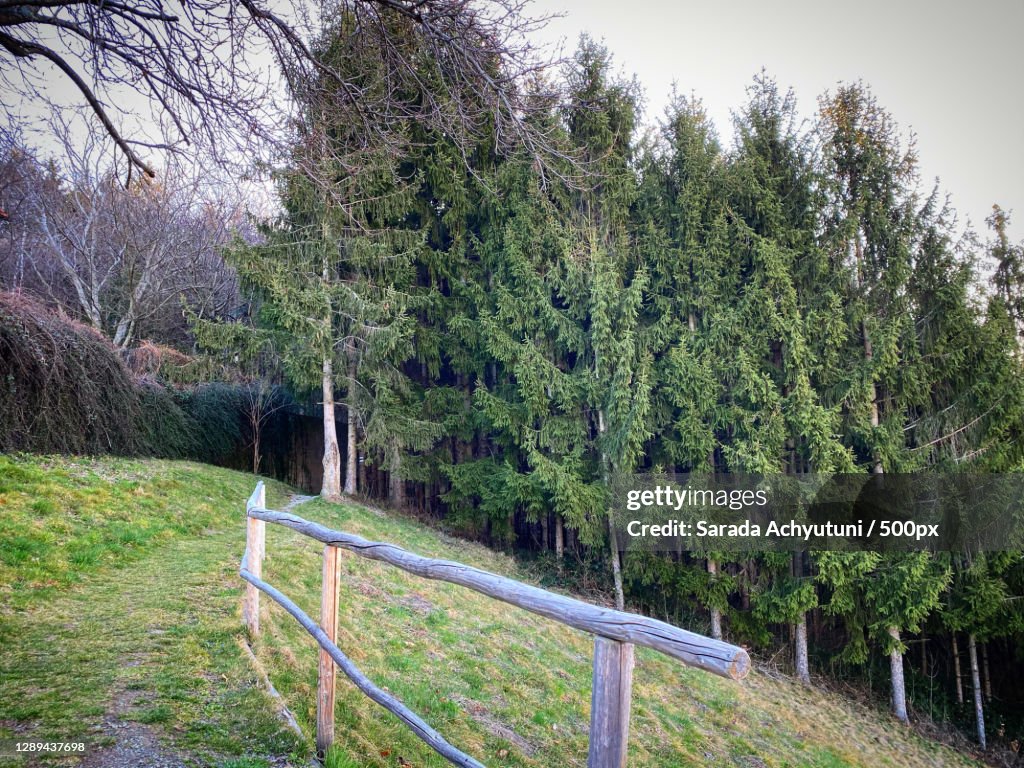 Trees growing on field against sky,Austria