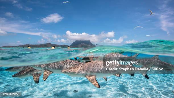 view of blacktip sharks swimming in sea,half under water,bora bora,french polynesia - blacktip reef shark foto e immagini stock