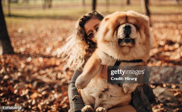 one woman cuddling with her dog in autumn park - white chow chow stock pictures, royalty-free photos & images