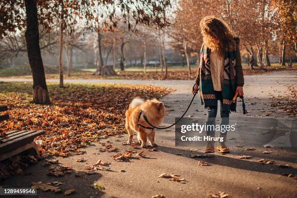 young woman walking with her dog in autumn park - white chow chow stock pictures, royalty-free photos & images