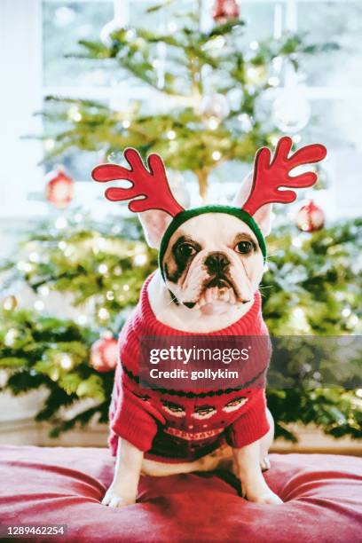 franse buldog die voor kerstboom stelt - christmas sweater stockfoto's en -beelden