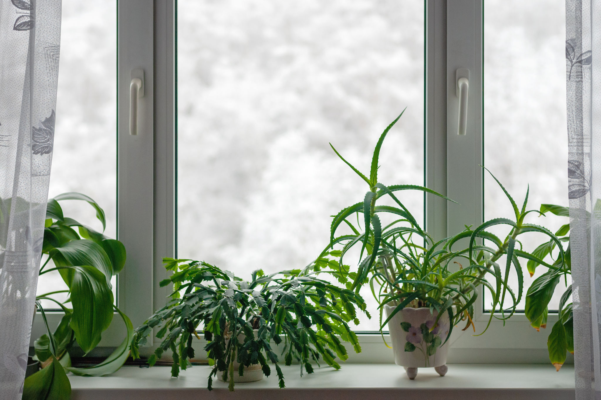 houseplants air quality