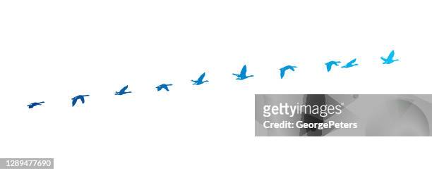 sequential series vector of canada goose flying - migrating stock illustrations
