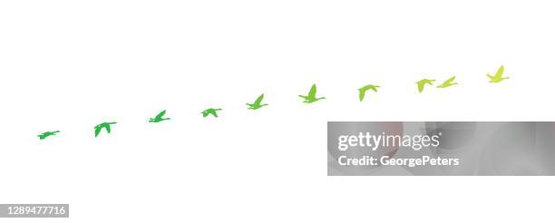 stockillustraties, clipart, cartoons en iconen met sequentiële serie vector van canada goose vliegen - sequential series