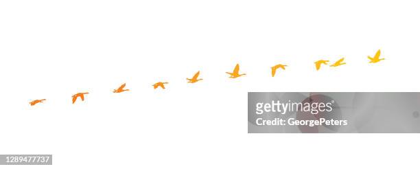 stockillustraties, clipart, cartoons en iconen met sequentiële serie vector van canada goose vliegen - sequential series