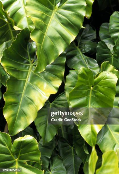 close view of the leaves of thailand giant elephant ear plant - saint vincent grenadines stock pictures, royalty-free photos & images