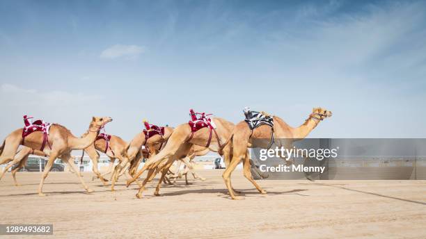 racing camels running en camel racing training con robot jockeys qatar - camel active fotografías e imágenes de stock