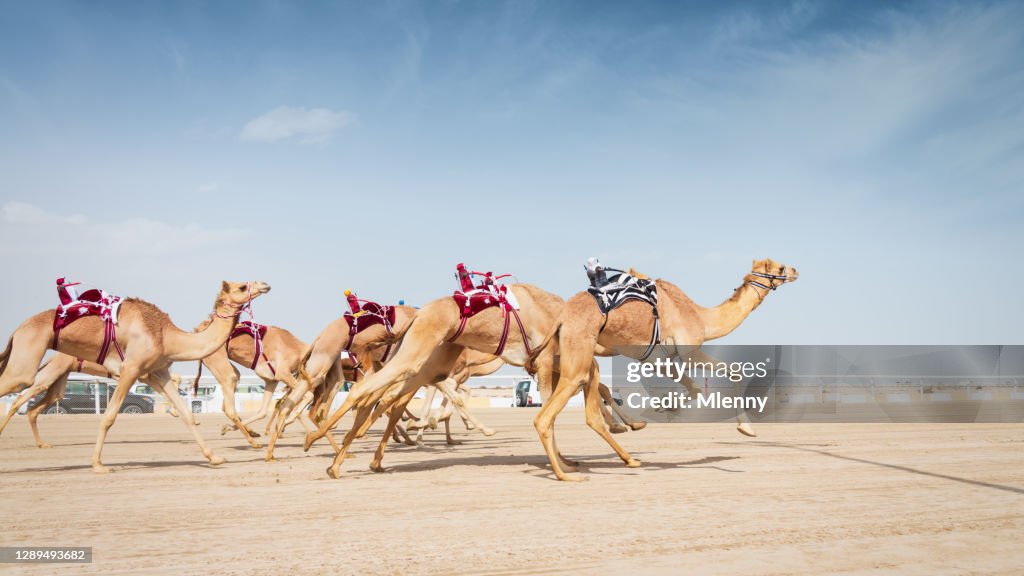 Camel Racing Service Racing Camels Running In Camel Racing Training With Robot Jockeys Qatar ...