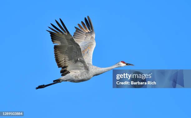 sandhill crane in flight during winter migration along the pacific flyway across llano seco national wildlife refuge - crane bird stock-fotos und bilder