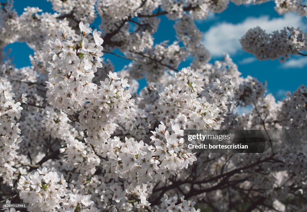 Close-Up Of White Cherry Blossoms In Spring