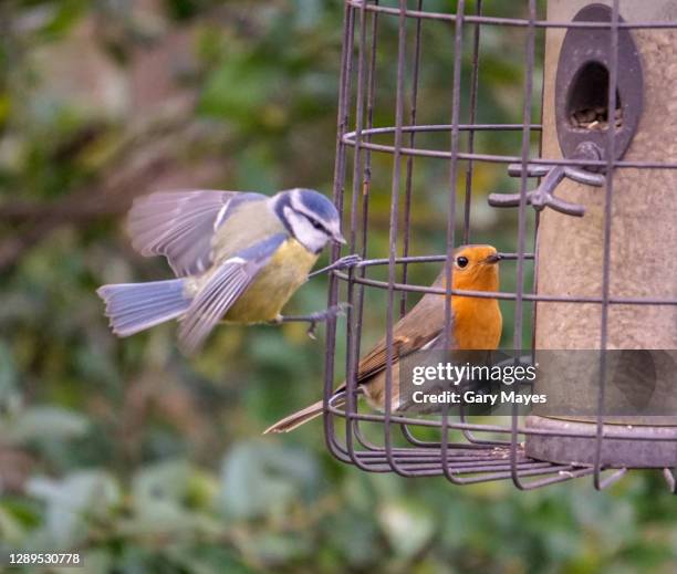 blue tit and robin birds on bird feeder - vogelhaus stock-fotos und bilder