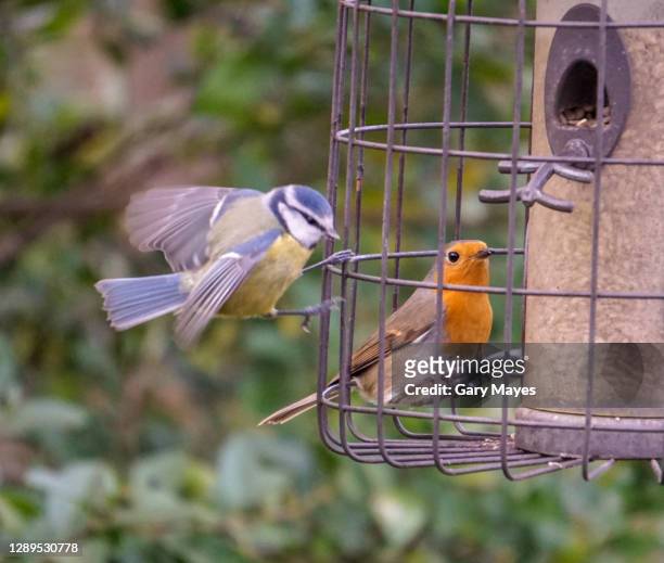 blue tit and robin birds on bird feeder - bird feeder stock pictures, royalty-free photos & images