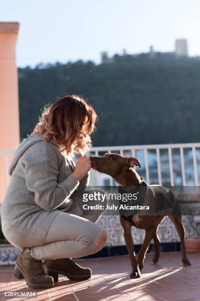 kvinna i terrass mata sin hund - european best pictures of the day july 22 2018 bildbanksfoton och bilder
