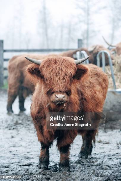 scottish highland cattle in the forest - behaart 個照片及圖片檔