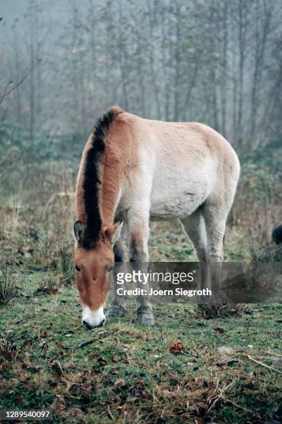 wild horses in the forest - niedlich stock pictures, royalty-free photos & images
