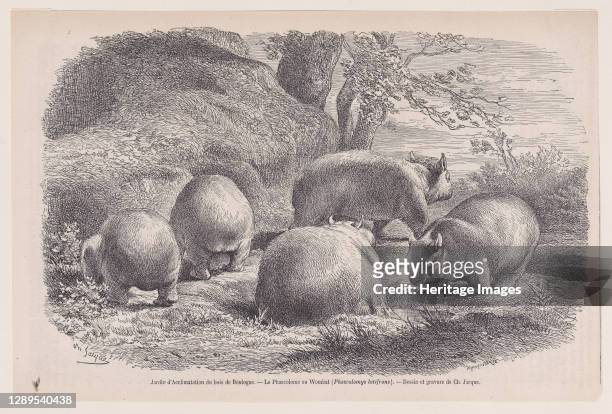 The Wombat, from "Le Magasin Pittoresque", ca. 1852. [Jardin d'Acclimatation du bois de Boulogne. ? Le Phascolome ou Wombat ]. Artist Charles Emile...