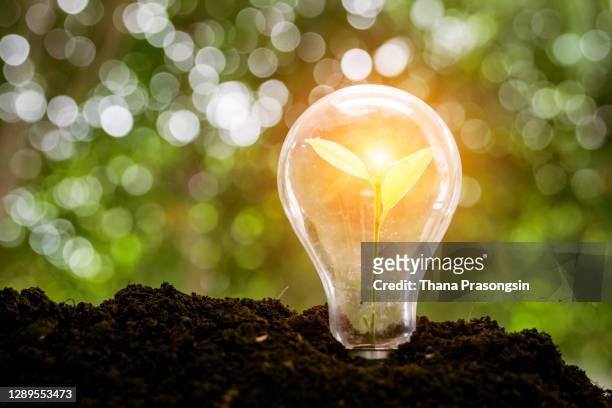 lightbulb with small plant on soil and sunshine. concept saving energy in nature - plant bulb stock pictures, royalty-free photos & images