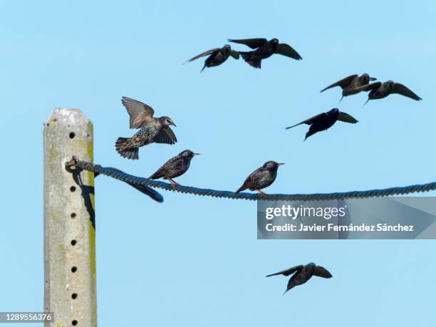 a flock of common starling perching on the wire of a power line pole. sturnus vulgaris. - star sky stock-fotos und bilder
