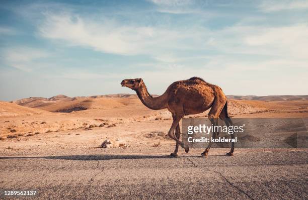 wild camel in the desert - dromedary camel bildbanksfoton och bilder