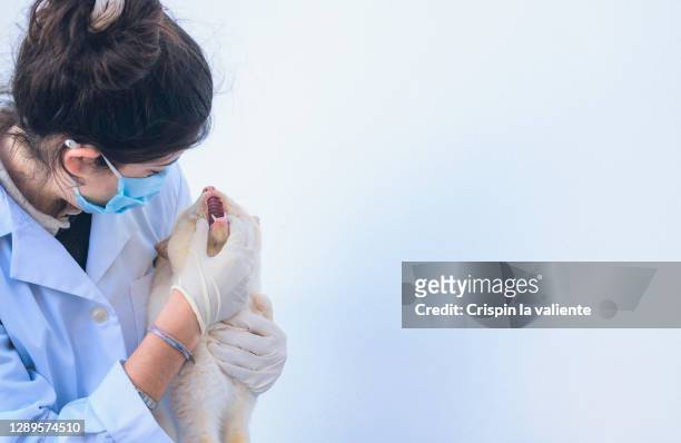 student internship in a veterinary clinic - cat face mask stock-fotos und bilder