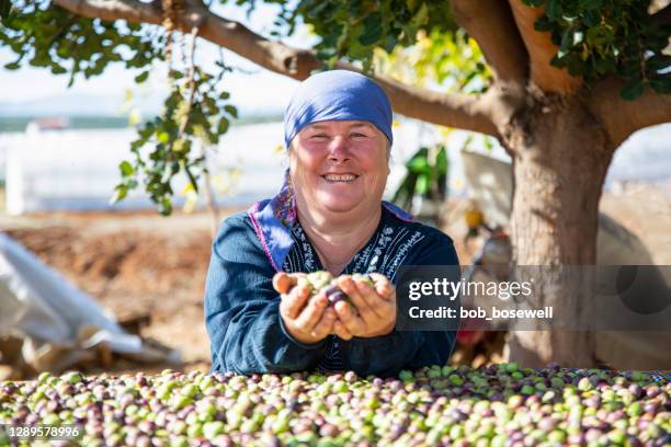 woman harvesting olives - turkish ethnicity stock pictures, royalty-free photos & images