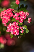 Natural floral background, blossoming of Double pink Hawthorn or Crataegus laevigata beautiful pink flowers in spring sunny garden