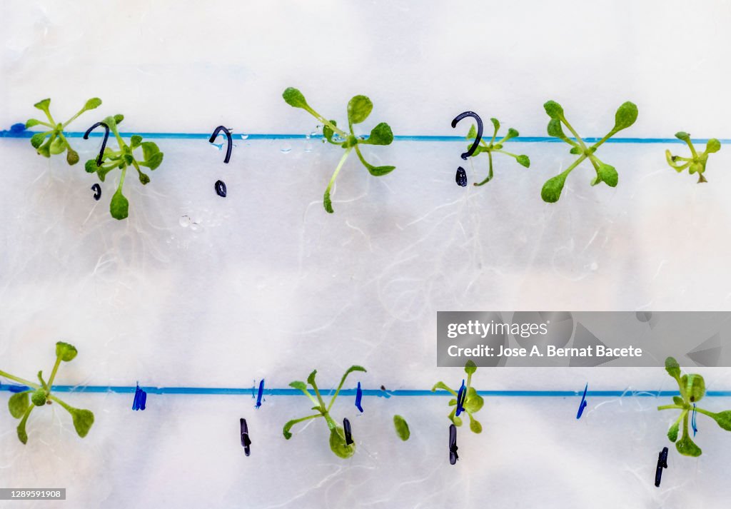 Seeds germinating in a plate of gel MS with antibiotics. Petri dish with Arabidopsis mutant seedlings. Results of a salt stress test. Spain