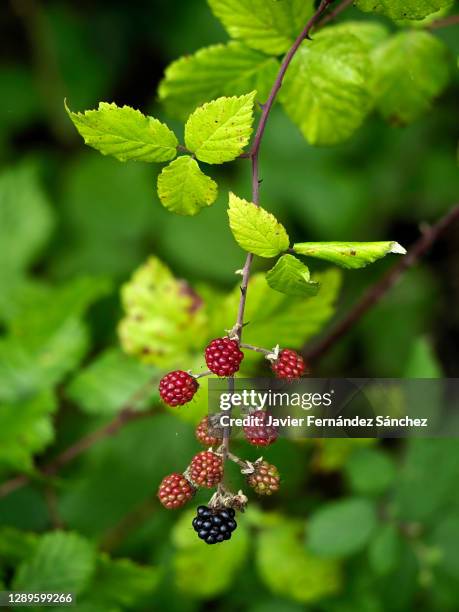 a cluster of blackberries, red and black, unripe and ripe, hanging from the bush. - unripe stock pictures, royalty-free photos & images