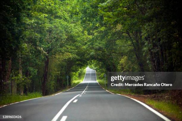 country road and forest in springtime. - forest road stock pictures, royalty-free photos & images