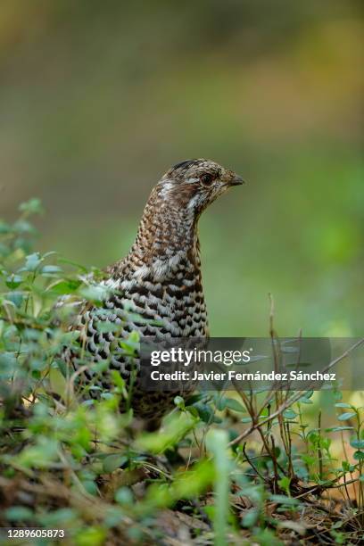 a female hazel grouse walking in the forest floor between blueberries, through a forest in finland. tetrastes bonasia. - tetrastes bonasia stock pictures, royalty-free photos & images