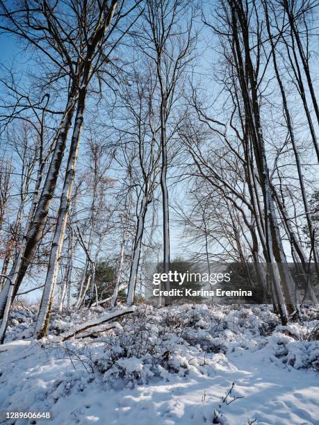 hiking in winter - pittsburgh snow stock pictures, royalty-free photos & images