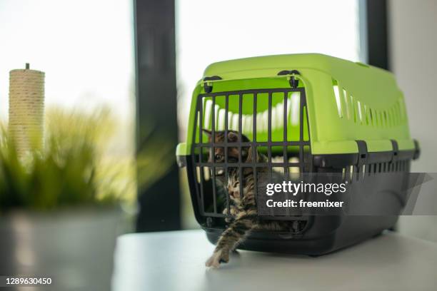 little kitten trying to get out of transportation pets case - pet carrier stock pictures, royalty-free photos & images
