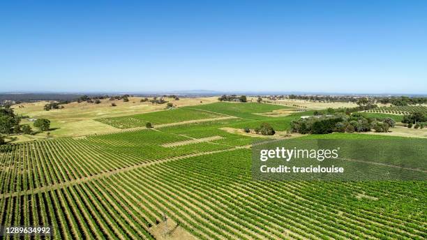 aerial view of vineyard in summer - australian vinyards stock pictures, royalty-free photos & images