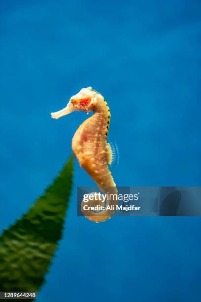 sea horse - seahorse stock pictures, royalty-free photos & images