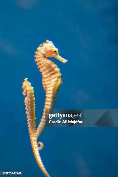 sea horse - yellow seahorse stock pictures, royalty-free photos & images