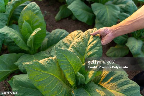 farmer's hand holds tobacco leaves, young green tobacco plant in field at nongkhai of thailand - タバコ葉 ストックフォトと画像