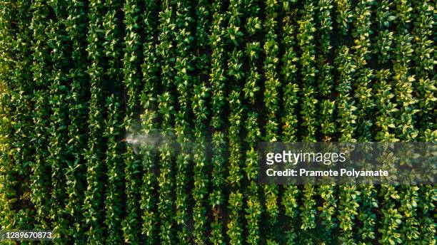 aerial view of automatic sprinkler system watering young green tobacco plant in field at nongkhai thailand - tobacco workers stockfoto's en -beelden