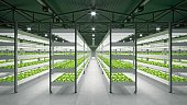 Indoor hydroponic vegetable plant factory in exhibition space warehouse. Interior of the farm hydroponics. Vegetables farm in hydroponics. Lettuce farm growing in greenhouse. Concrete floor. 3D render