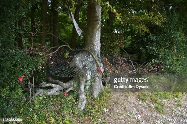 The tree that is believed to have inspired Roald Dahl as the home for his character Mr Fox is pictured in Jones Hill Wood at a protest camp against...