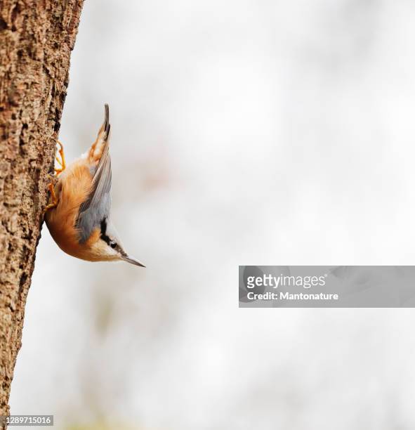 eurasian nuthatch (sitta europaea) - nuthatch stock pictures, royalty-free photos & images