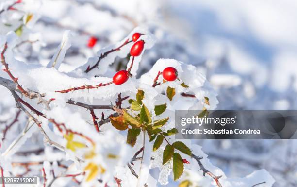 three rosehips in the snow and ice snow. - lovely frozen leaves stock pictures, royalty-free photos & images