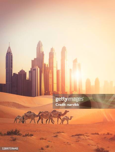 dubai und kamele in der wüste - dubai desert stock-fotos und bilder