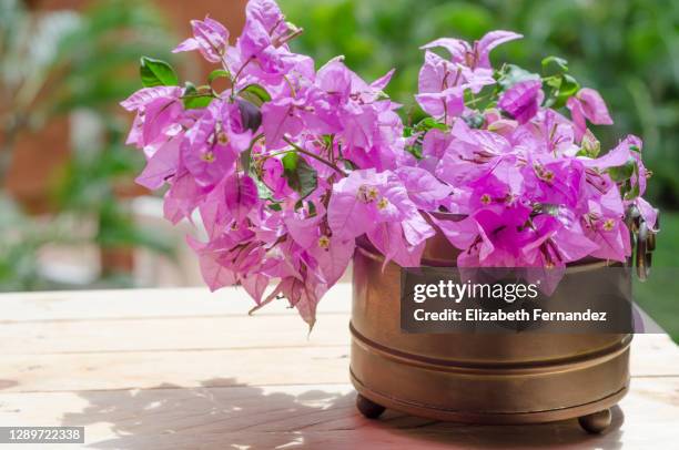 pink bougainvillea flowers in antique copper pot - bougainville foto e immagini stock