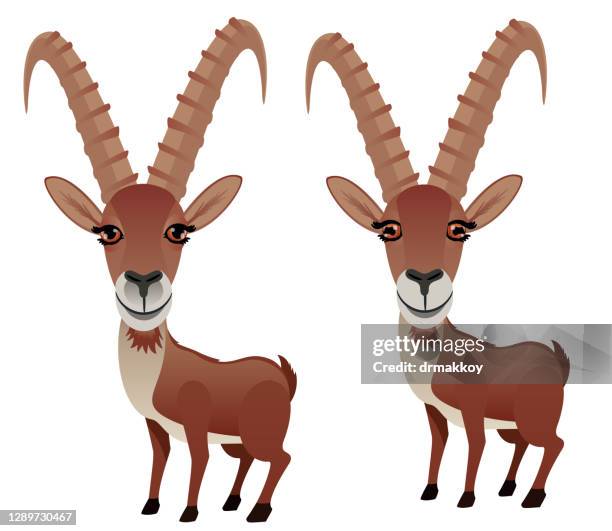 alpine ibex, capra ibex - swiss ibex stock illustrations