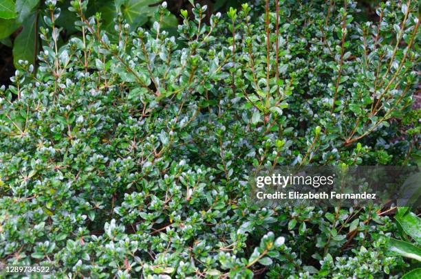 cotoneaster horizontalis plant - cotoneaster horizontalis stock pictures, royalty-free photos & images